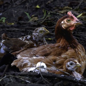 Gallina Riocedro